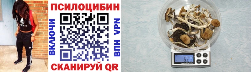 Купить где  Отрадный  Псилоцибиновые грибы Psilocybe 
